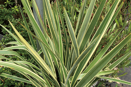 ニューサンライン