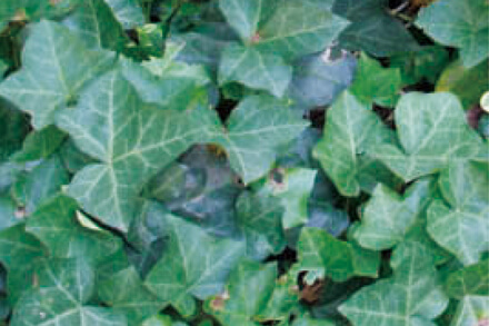 へデラ・カナリエンシス