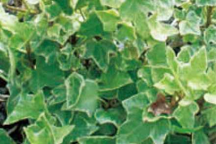 へデラ・ヘリックス