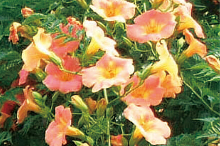 ノウゼンカズラ