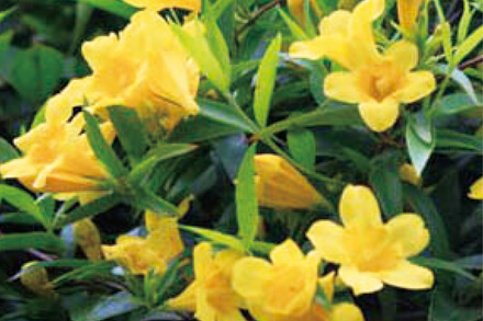 カロライナジャスミン