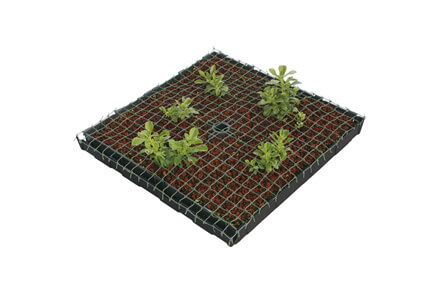 常緑キリンソウユニット施工初期