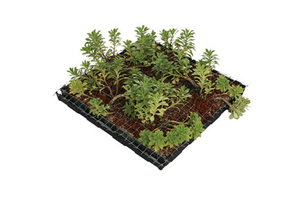 常緑キリンソウ